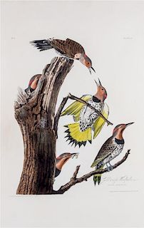 (AUDUBON, JOHN JAMES, after) HAVELL, ROBERT Gold Winged Woodpecker, Picus Auratus, 1826.