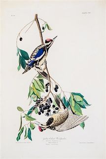 * (AUDUBON, JOHN JAMES, after) HAVELL, ROBERT Yellow Bellied Woodpecker, from The Birds of America, 1834