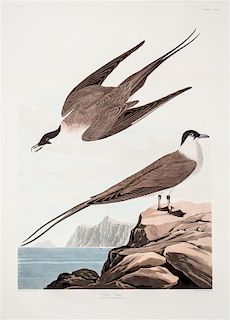 * (AUDUBON, JOHN JAMES, after) HAVELL, ROBERT. Fork-Tailed Petrel, from The Birds of America, 1834.
