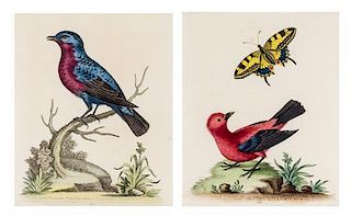 * (EDWARDS, GEORGE, after) 12 hand-colored engravings from A Natural History of Uncommon Birds, London, 1743-1760
