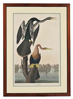 Audubon, John James (1785-1851) Black-bellied Darter,   Plate CCCXVI.