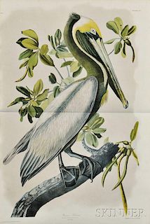 Audubon, John James (1785-1851) Brown Pelican.