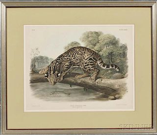 Audubon, John James (1785-1851) Felis Pardalis, Ocelot, or Leopard-Cat, Male.    Plate LXXXVI.