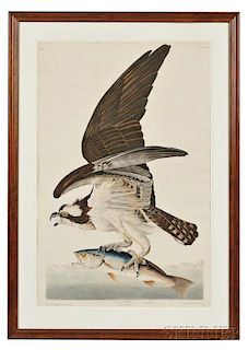 Audubon, John James (1785-1851) Fish Hawk,   Plate 81.