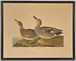 Audubon, John James (1785-1851) Gadwall Duck  , Plate 388.