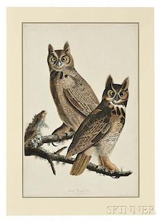 Audubon, John James (1785-1851) Great Horned Owl,   Plate LXI.