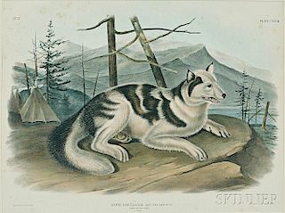 Audubon, John James (1785-1851) Hare Indian Dog  , Plate CXXXII.