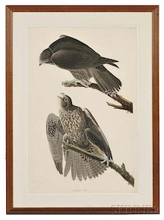 Audubon, John James (1785-1851) Labrador Falcon  , Plate CXCVI.