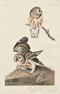 Audubon, John James (1785-1851) Little Owl, Northern Saw-whet Owl  , Plate CXCIX.