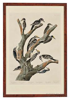 Audubon, John James (1785-1851) Maria's Woodpecker, Three-toed Woodpecker, Phillips Woodpecker, Canadian Woodpecker, Harris's