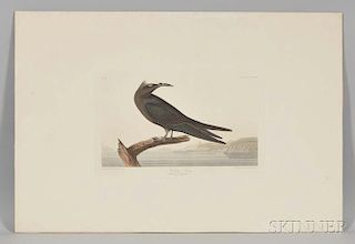 Audubon, John James (1785-1851) Noddy Tern  , Plate CCLXXV.
