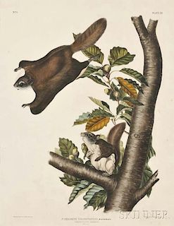 Audubon, John James (1785-1851) Oregon Flying Squirrel  , Plate XV.