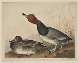 Audubon, John James (1785-1851) Red Headed Duck  , Plate CCCXXII.