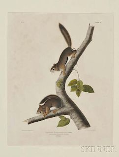 Audubon, John James (1785-1851) Richardson's Columbian Squirrel  , Plate V.