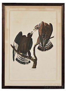 Audubon, John James (1785-1851) Rough Legged Falcon  , Plate CCCCXXII.