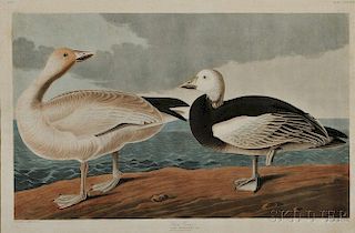 Audubon, John James (1785-1851) Snow Goose,   Plate CCCLXXXI.