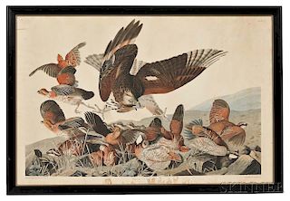 Audubon, John James (1785-1851) Virginia Partridge  , Plate 76.