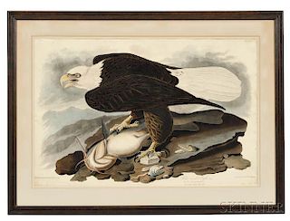 Audubon, John James (1785-1851) White-headed Eagle,   Plate 31.