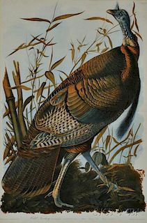 Audubon, John James (1785-1851) Wild Turkey.
