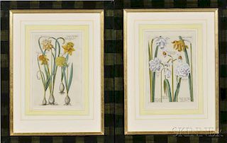 Botanical Prints, Eight Hand-colored Engravings.
