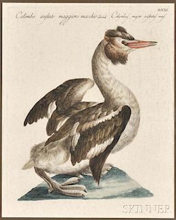 Manetti, Xavier (1723-1784) Four Engraved Ornithological Prints.