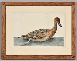 Mazell, Peter (1761-1797) Five Ornithological Prints.