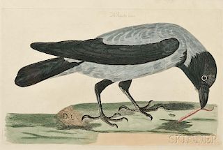 Mazell, Peter (1761-1797) Four Ornithological Prints.