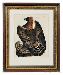 Selby, Prideaux John (1788-1867) Golden Eagle, Female.