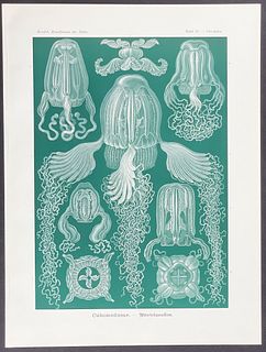 Haeckel - Box Jellyfish; Cubomedusae. 78