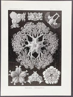Haeckel - Brittle Star; Ophiodea. 70