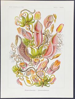 Haeckel - Carnivorous, Tropical Pitcher Plants; Nepenthaceae. 62
