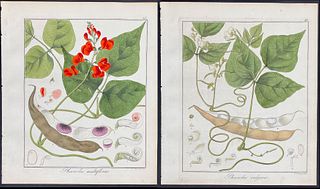 Hayne - 4 Engravings of Wild Bean Plants & Vetch
