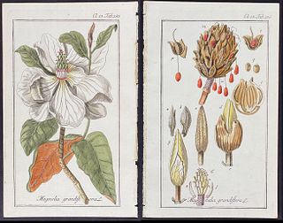 Zorn - Pair of Magnolia Engravings