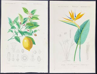 D'Orbigny - 6 Botanical Engravings