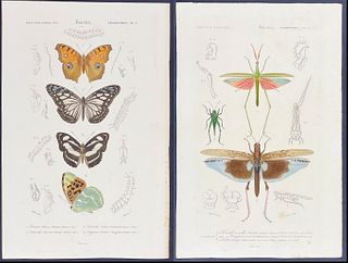 D'Orbigny - 6 Entomology Engravings