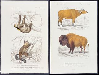 D'Orbigny - 5 Mammal Engravings