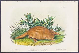 Audubon - Nine-banded Armadillo. 146