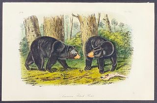 Audubon - American Black Bear. 141