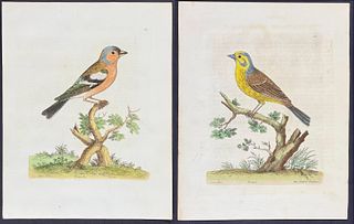 Albin - 5 Bird Engravings