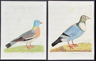Albin - 3 Bird Engravings