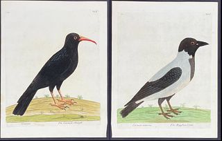 Albin - Pair of Bird Engravings