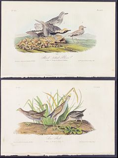 Audubon - 3 Plover & Rail Lithographs