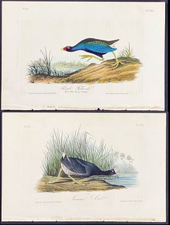 Audubon - 4 Gallinule & Coot Lithographs