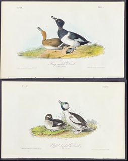 Audubon - 3 Duck & Goose Lithographs 