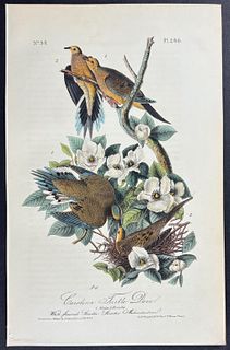 Audubon - Carolina Turtle Dove. 286