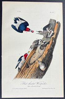 Audubon - Red-headed Woodpecker. 271