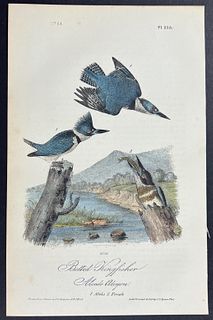 Audubon - Belted Kingfisher. 255