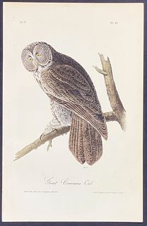 Audubon - Great Cinereous Owl. 35