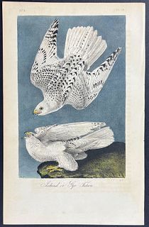 Audubon - Iceland or Gyr Falcon. 19