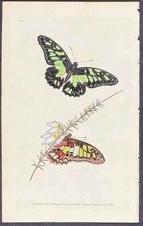 Donovan - Tynderaeus Butterfly. 83